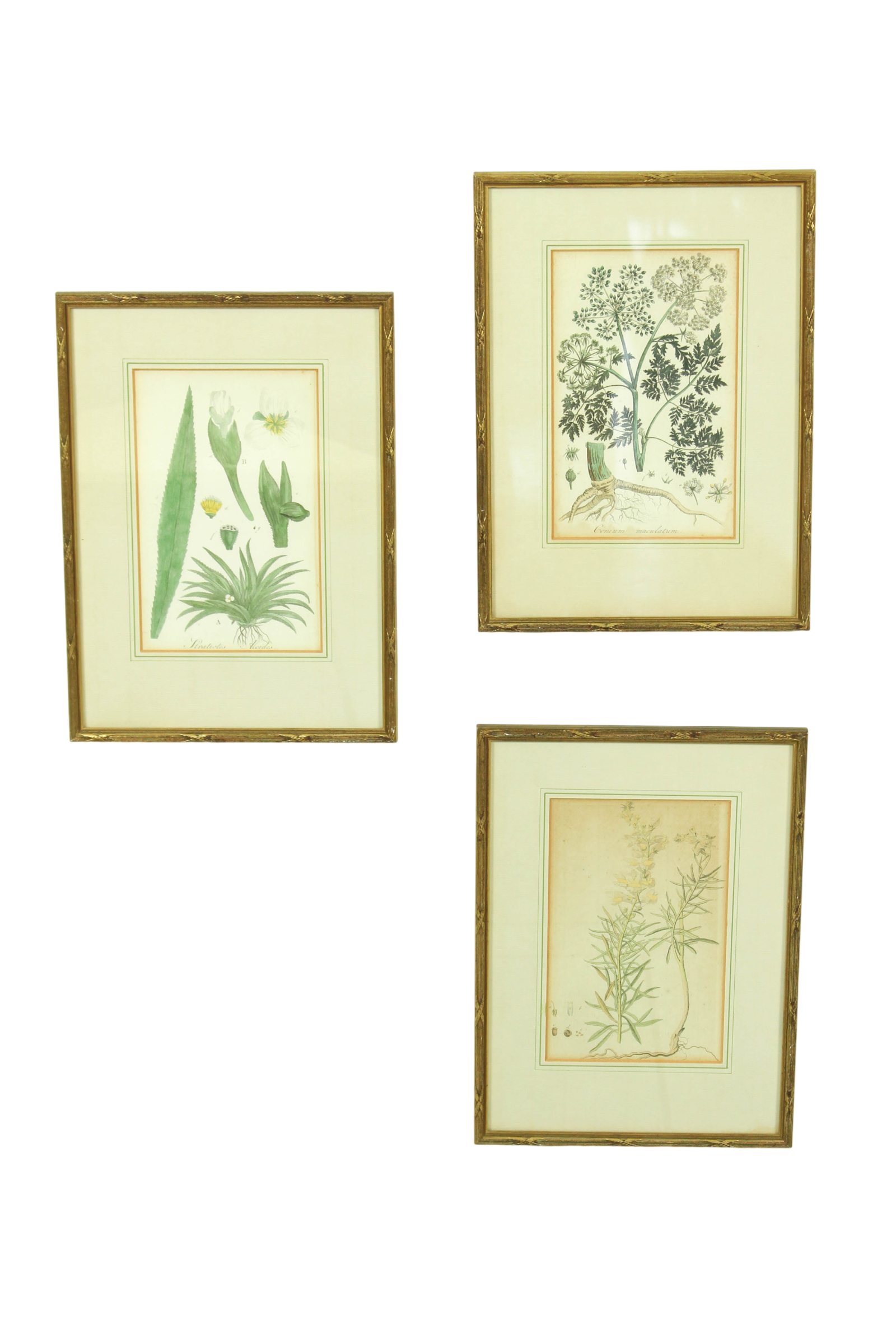 Set of 3 copperplate engravings from the famous book "Flora Batava, 1807"-1814